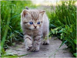 娱乐吃瓜酱貓咪,揭秘娱乐圈那些不为人知的幕后故事