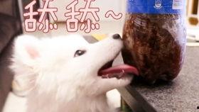 吃瓜娱乐汪,揭秘娱乐圈那些事儿