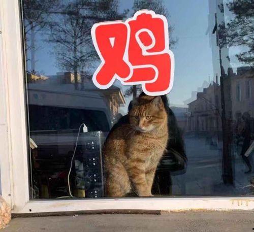 虎虎爱娱乐吃瓜