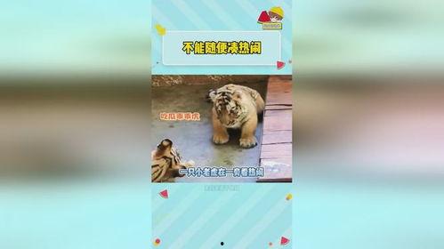 虎虎爱娱乐吃瓜