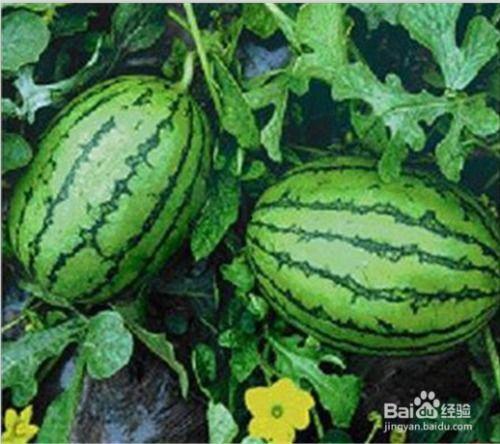 娱乐吃瓜酱老人养凤凰,揭秘娱乐界老人与神秘凤凰的传奇故事