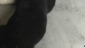 娱乐吃瓜酱小奶狗